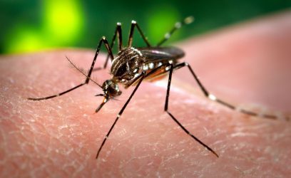 Aumenta para oito, as cidades do Litoral infestadas por Aedes aegypti