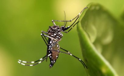 RS confirma primeiro caso de microcefalia associado ao zika contraído no Estado