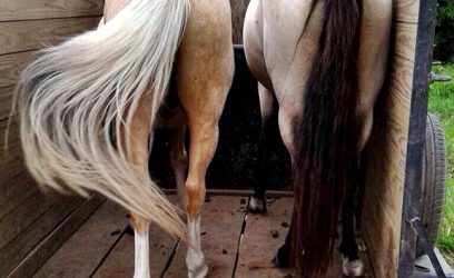 Cavalos em situação de perigo são recolhidos em Osório
