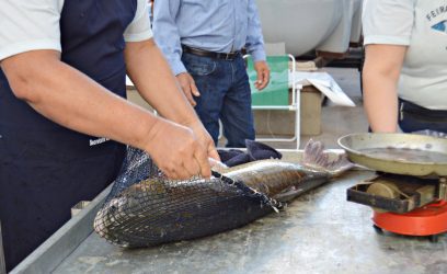 Feira do Peixe comercializou mais de quatro toneladas em Osório