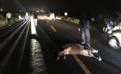 Kombi tomba na Estrada do Mar após atingir vaca na pista