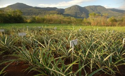 Melhoramento genético de feijão e fruticultura são debatidos em Maquiné