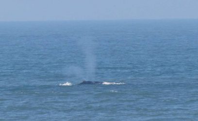 Baleias já são avistadas no Litoral Norte Gaúcho