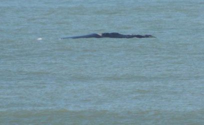 Baleias francas passeiam nas águas de Imbé