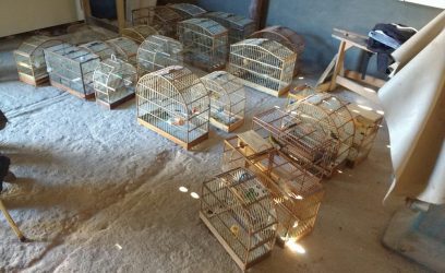 Operação suspende atividades de criatório irregular de pássaros no Litoral Norte