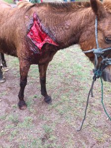 Departamento de Proteção Animal recolhe cavalo ferido em Osório