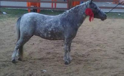 É de Osório o Pônei Campeão Cavalo Master da Expointer 2018