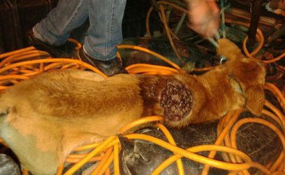 Departamento de Proteção Animal socorre cão com graves ferimentos em Osório
