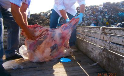 Fiscalização inutiliza meia tonelada de carne em Osório