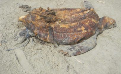 Dezenas de tartarugas-marinhas são encontradas mortas no litoral