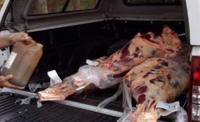 Mais de 200 kg de carne são apreendidos na ERS-030