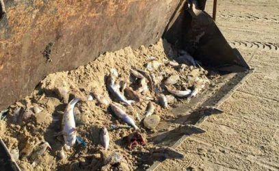 Milhares de peixes são encontrados mortos na orla gaúcha