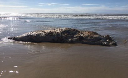 Baleia é encontrada morta na beira-mar
