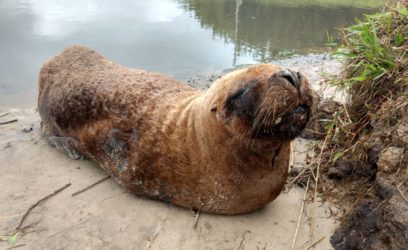 Patrulha Ambiental resgata leão marinho ferido no Litoral
