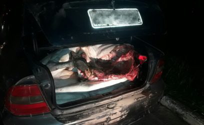 BM detém homem que transportavam boi no porta-malas de veículo em Tramandaí