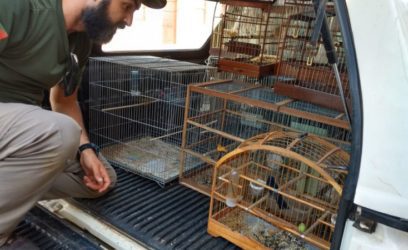 Operação apreende 18 aves em cativeiro irregular em Santo Antônio da Patrulha