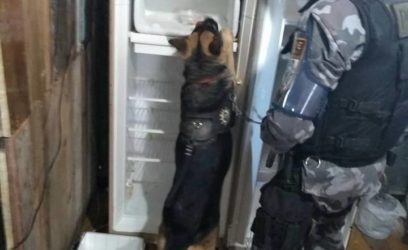 Cães do canil do 8°BPM localizam drogas dentro de geladeira em residência de Tramandaí