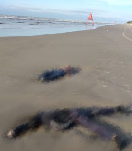 Identificadas vítimas de duplo homicídio na beira mar