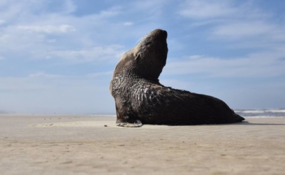 Lobos-marinhos: saiba o que fazer quando encontrar os animais na beira mar