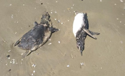 Diversos pinguins e um lobo marinho são encontrados mortos no Litoral Norte