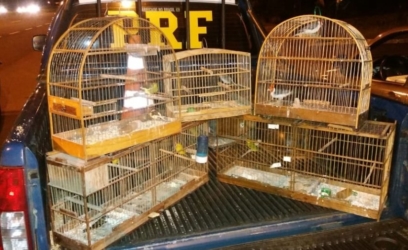 Dupla é presa transportando pássaros silvestres em Osório