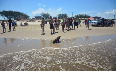 Lobo-marinho vira atração na beira da praia em Mariluz