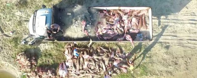Comando Ambiental apreende 10 toneladas de peixes, uma tartaruga e um golfinho mortos