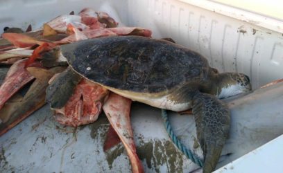 Comando Ambiental apreende 10 toneladas de peixes, uma tartaruga e um golfinho mortos