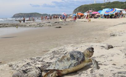 Tartaruga ameaçada de extinção é encontrada morta na beira mar de Torres